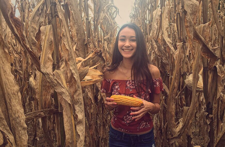 Fall Corn Field