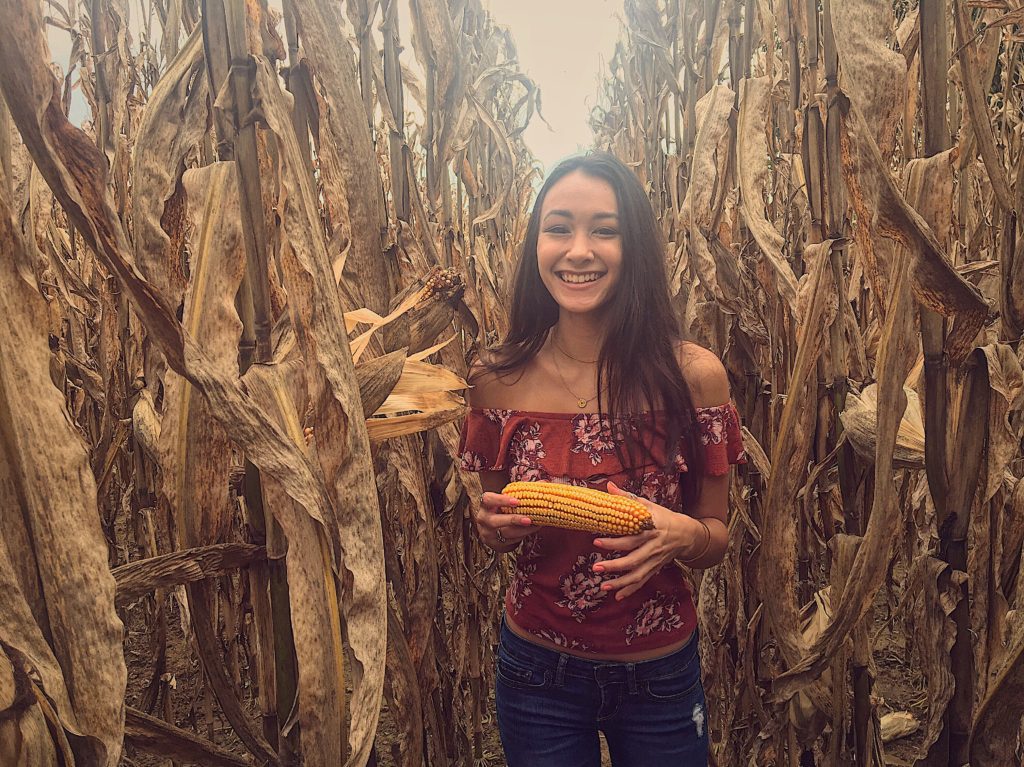 Fall Corn Field