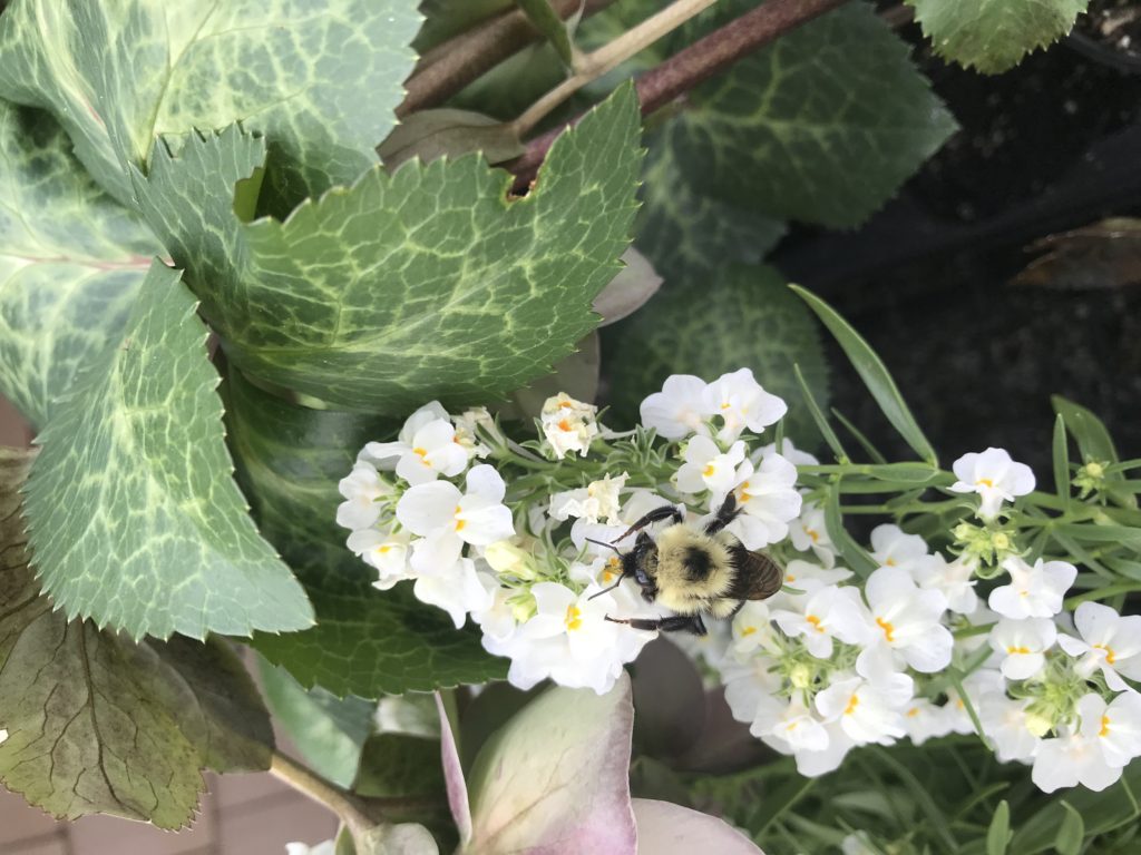 bee sitting on white flowers
